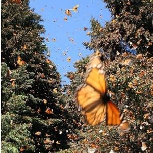 Meet your Posher, Lamarea